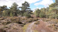 Dans les landes