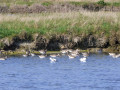 Dans les marais salants, avocettes et Chevaliers gambètes