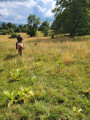 Dans les paturages