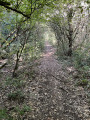 in the undergrowth