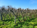 Promenade dans et autour de Manthes