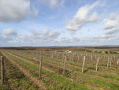 Entre les vignes : le Sérapias en cœur