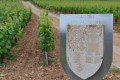 dans les vignes