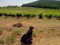 Dans les vignes