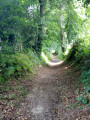 Dans un lit de verdure