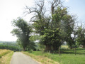 De beaux arbres