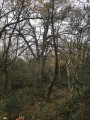 De beaux chênes en forêt de Saint Pee De beaux chênes en forêt de Saint Pee
