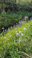 De belles fleurs printanières