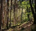 De belles lumières sur le sentier entre Sewen et le Lac d'Alfeld.