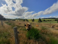 De belles vaches Aubrac prennent la pose