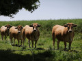 De jolies vaches