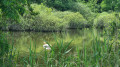 Le pays des étangs : Etang de Gondrexange