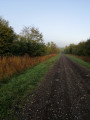 De larges chemins forestiers
