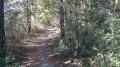 Forêt de Machecoul depuis Saint-Même-le-Tenu