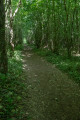 Forêt Domaniale de Montceaux