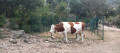 Vache Montb&eacute;liarde