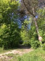 Début du sentier escarpé qui mène au site de Montaigu Début du sentier escarpé qui mène au site de Montaigu