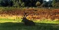 Deer in Bushy Park