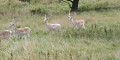 Deer near Wentworth Castle