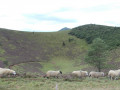Défilé de moutons