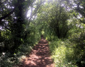 Delightful path on the disused railway near Cold Norton