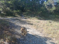 Départ du sentier principal vers la borie (2)
