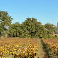 Départ randonnée le long des vignes