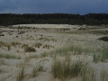 Depuis la dune , côté terre