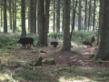 Der Pirschpfad- kleines Wegstück auf dem Jägersteig Der Pirschpfad- kleines Wegstück auf dem Jägersteig