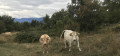 des amies croisées en chemin