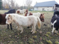 Des amis