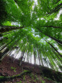 Des arbres qui donnent le vertige