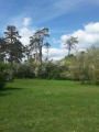 Arbres