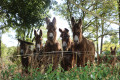 Baudets du Poitou