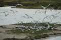 La réserve naturelle du Polder de Sébastopol