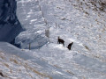 Des chamois