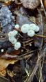 Des champignons minuscules
