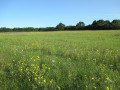 Des champs de fleurs sauvages magnifiques !