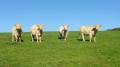 Des charolais?
