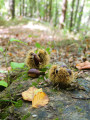 Des châtaignes partout en automne