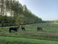 Des chevaux dans les prairies des Barthes