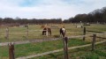 des chevaux heureux