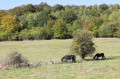 Chevaux