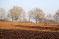 Des chevreuils dans les champs