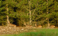 Des chevreuils