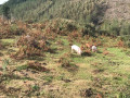 Des cochons en liberté
