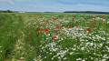 des fleurs , des fleurs.. des fleurs , des fleurs..