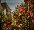 Des fleurs par milliers