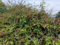 des fruits tout le long du chemin !