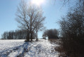 Des haies... des arbres